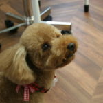 見つめるトイプードル