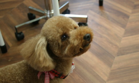 見つめるトイプードル