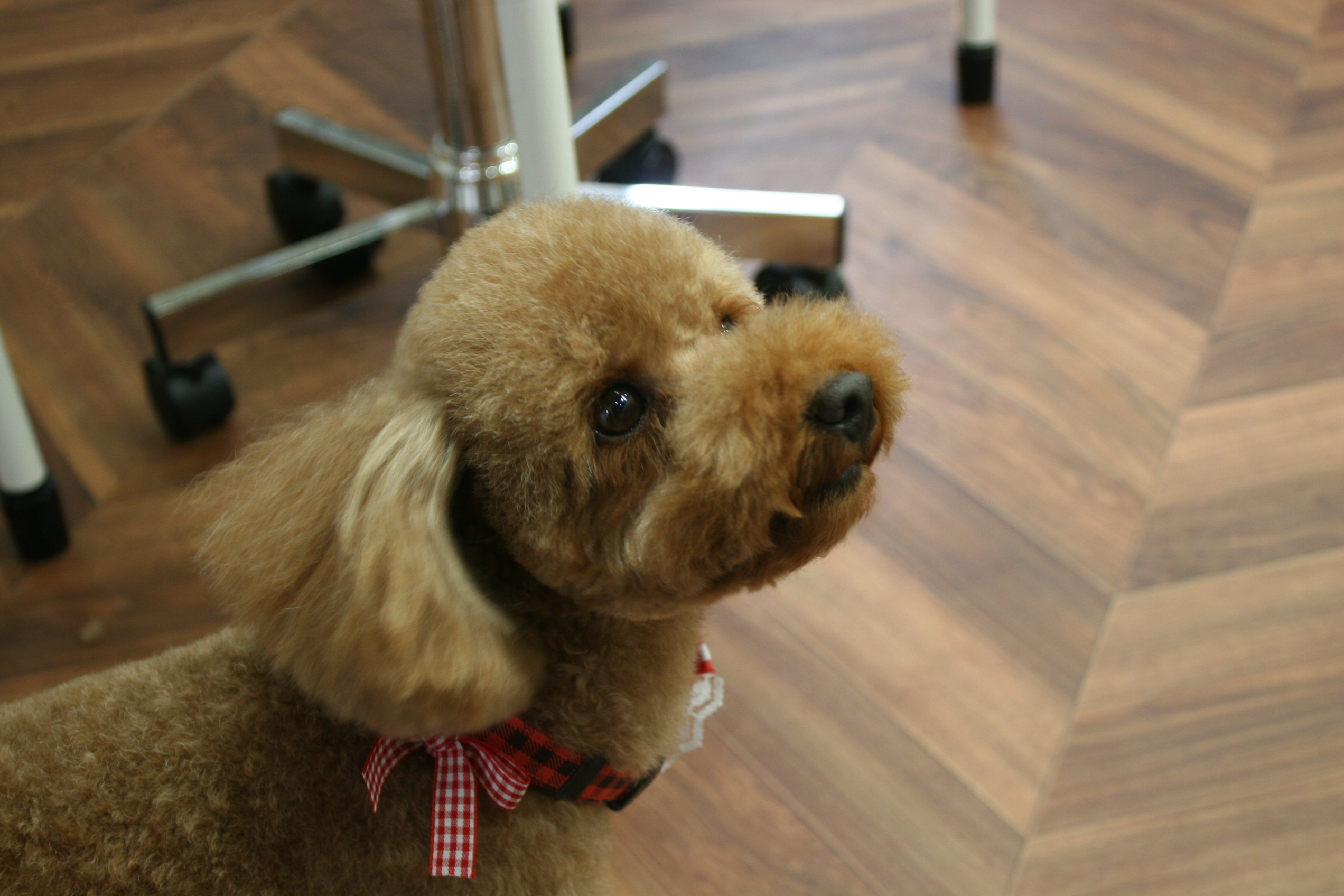 見つめるトイプードル