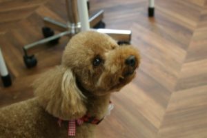 施術後トイプードル