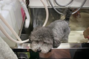 シャンプー中トイプードル