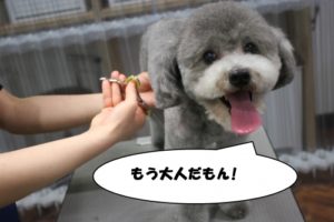 カット中トイプードル