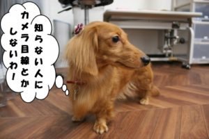 施術後ミニチュアダックス