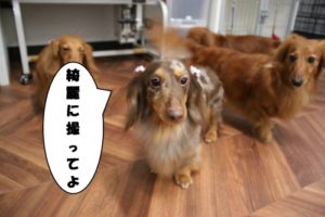 施術後ミニチュアダックス