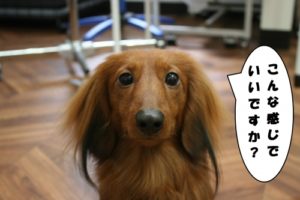 施術後ミニチュアダックス