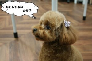 施術後トイプードル