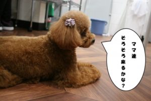 ふせトイプードル