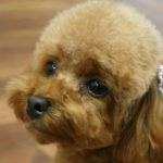 可愛いトイプードル