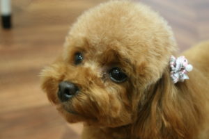 可愛いトイプードル