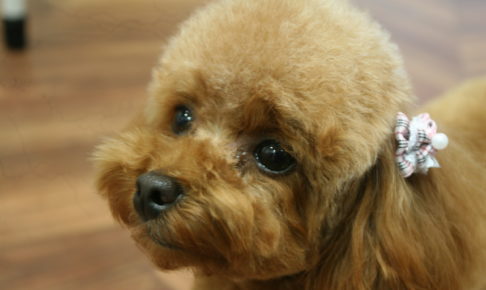 可愛いトイプードル