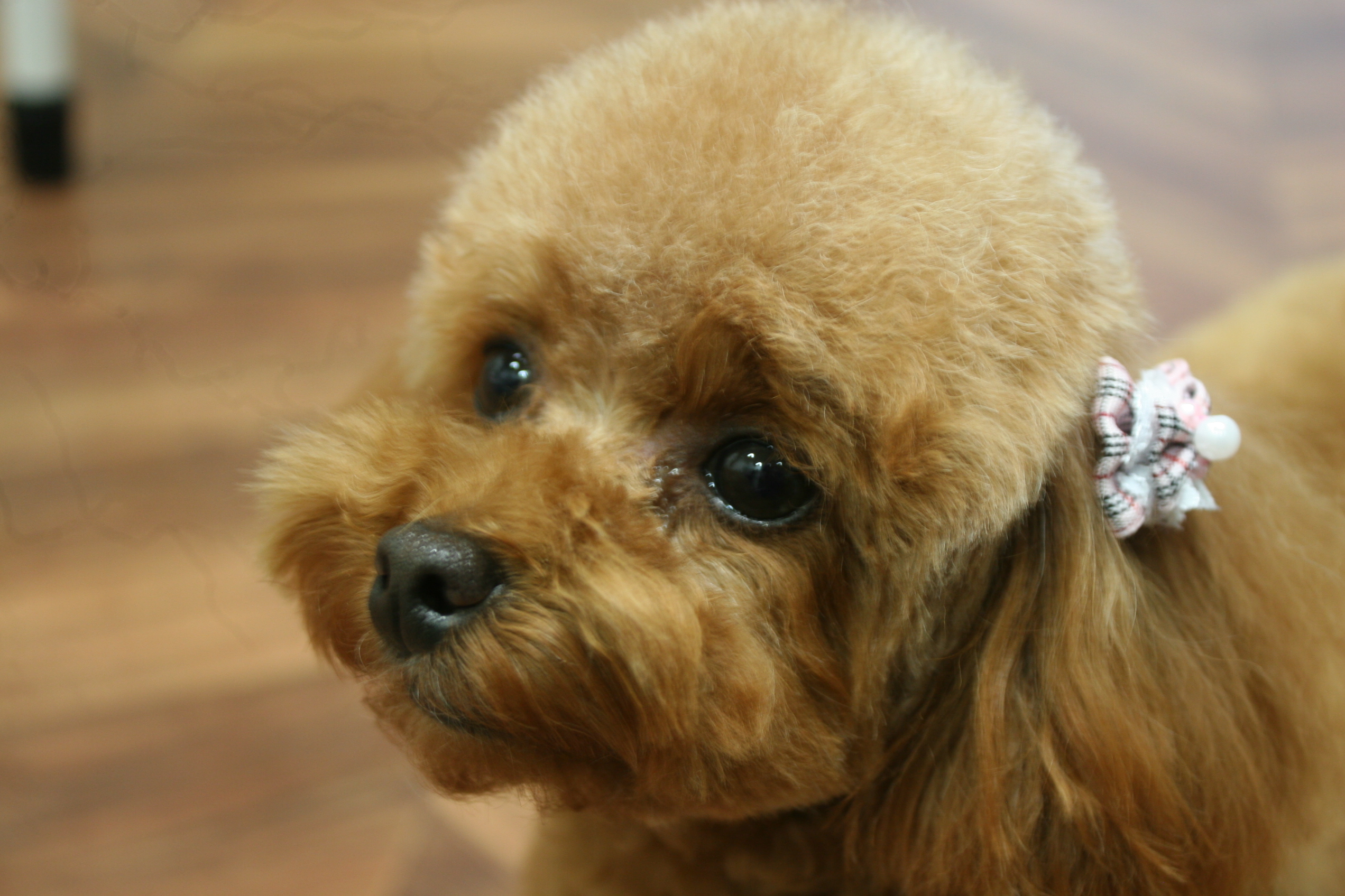 可愛いトイプードル