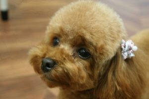 施術後トイプードル