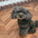 おすましトイプードル