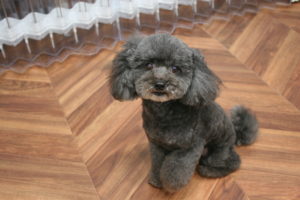 おすましトイプードル