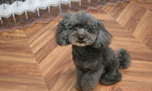 おすましトイプードル