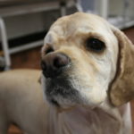 イケメンコッカー