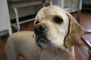 イケメンコッカー