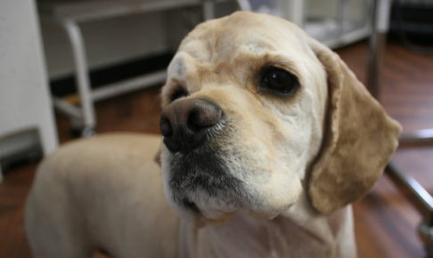 イケメンコッカー