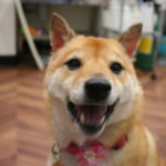 笑顔柴犬