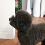 施術後トイプードル