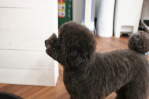 施術後トイプードル