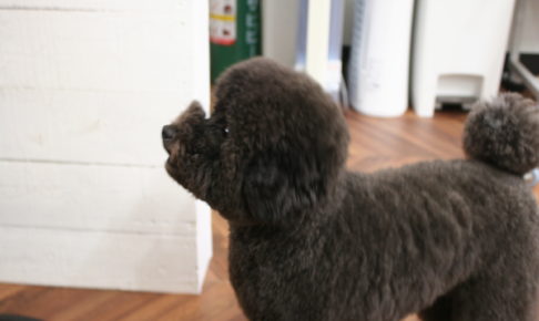 施術後トイプードル