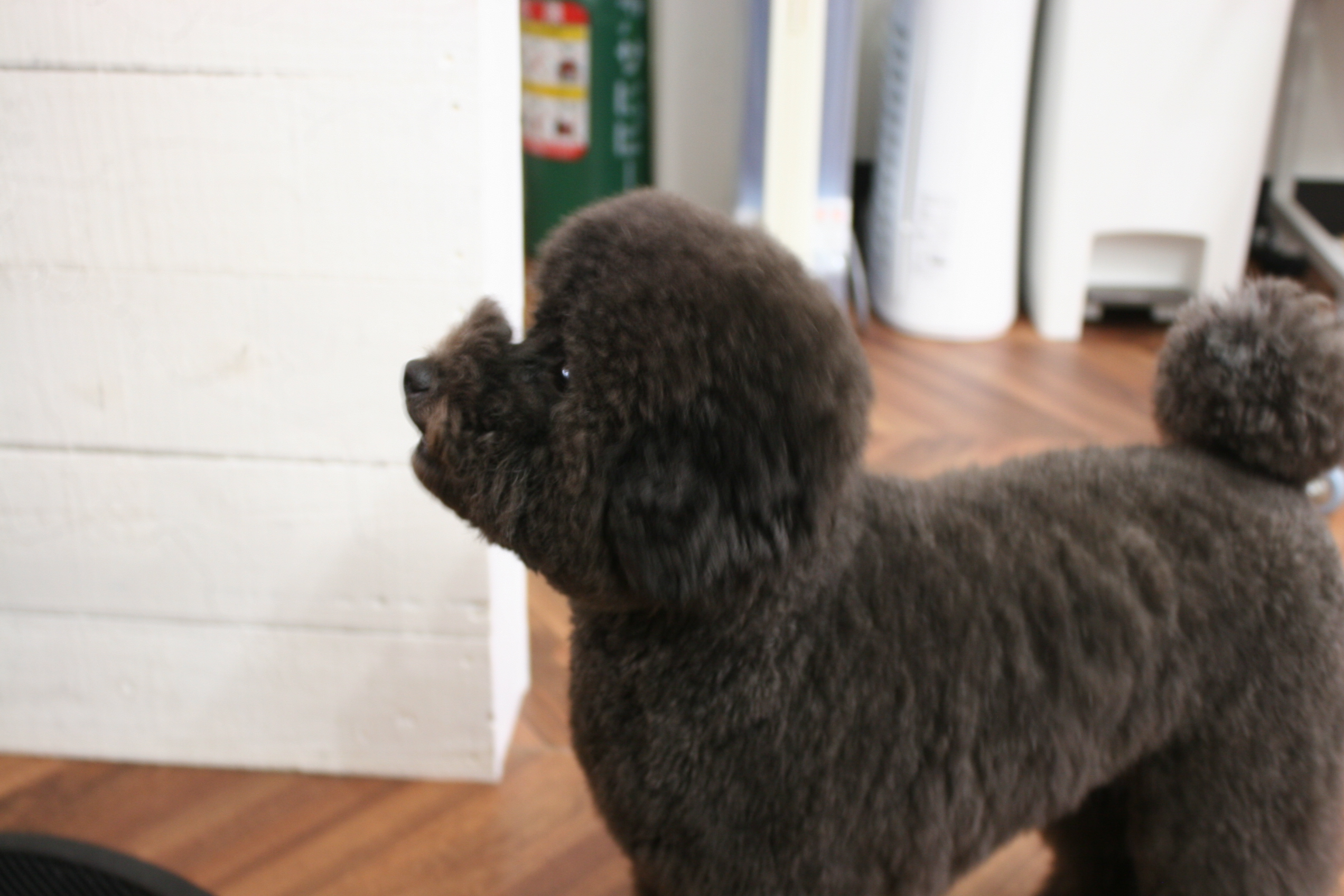 施術後トイプードル