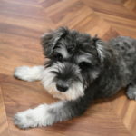 びよーんMシュナ