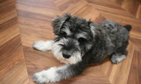 びよーんMシュナ