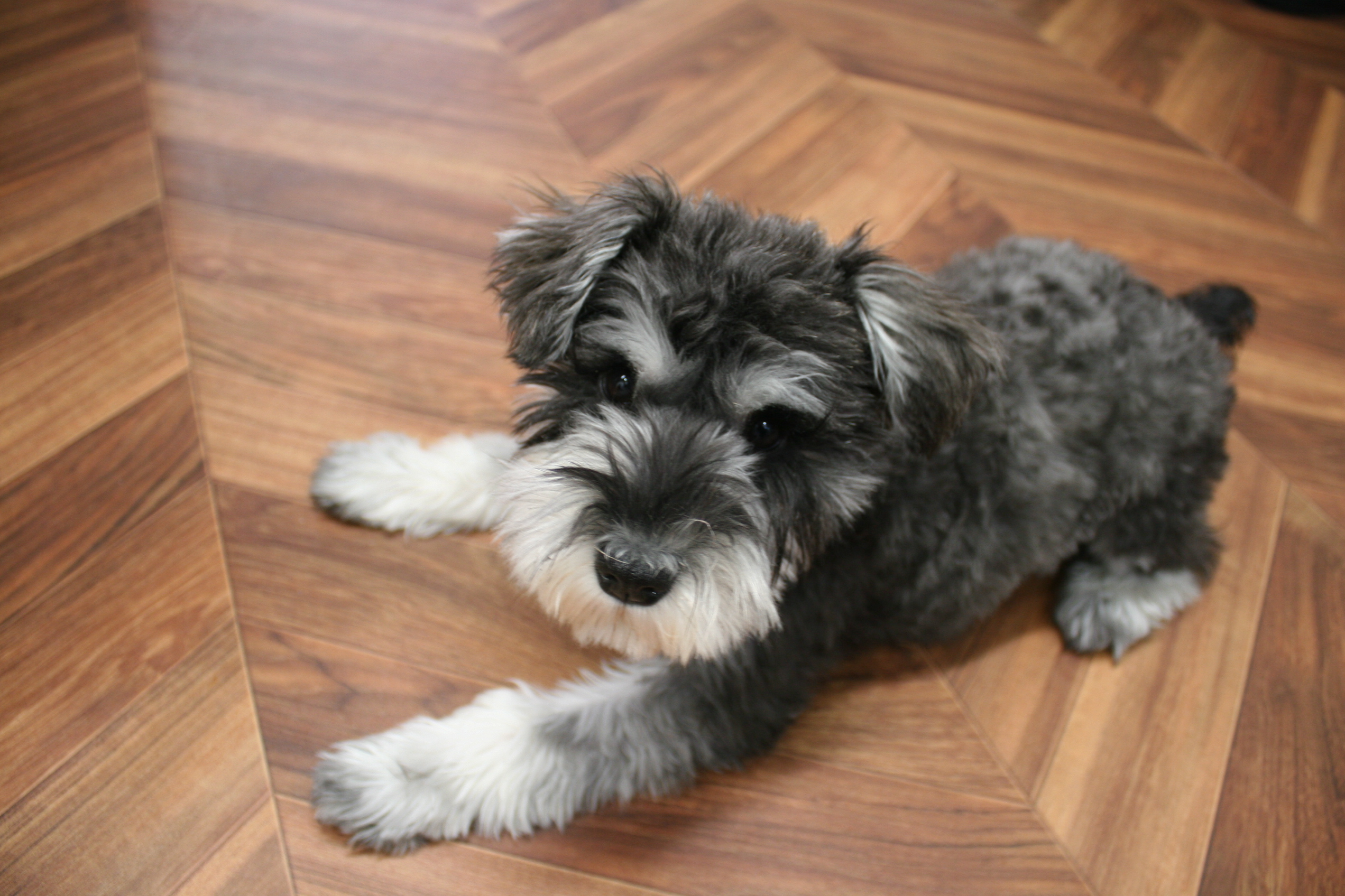 びよーんMシュナ