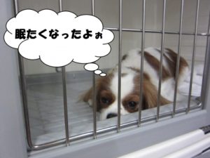 施術後キャバリア