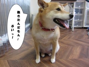 お座り柴犬