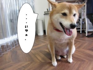 おすわり柴犬