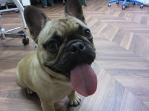 施術後フレンチブルドッグ