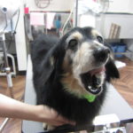 口を開けるミニチュアダックス