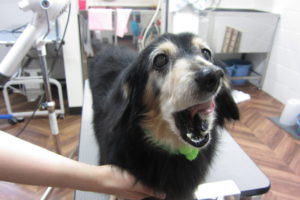 口を開けるミニチュアダックス