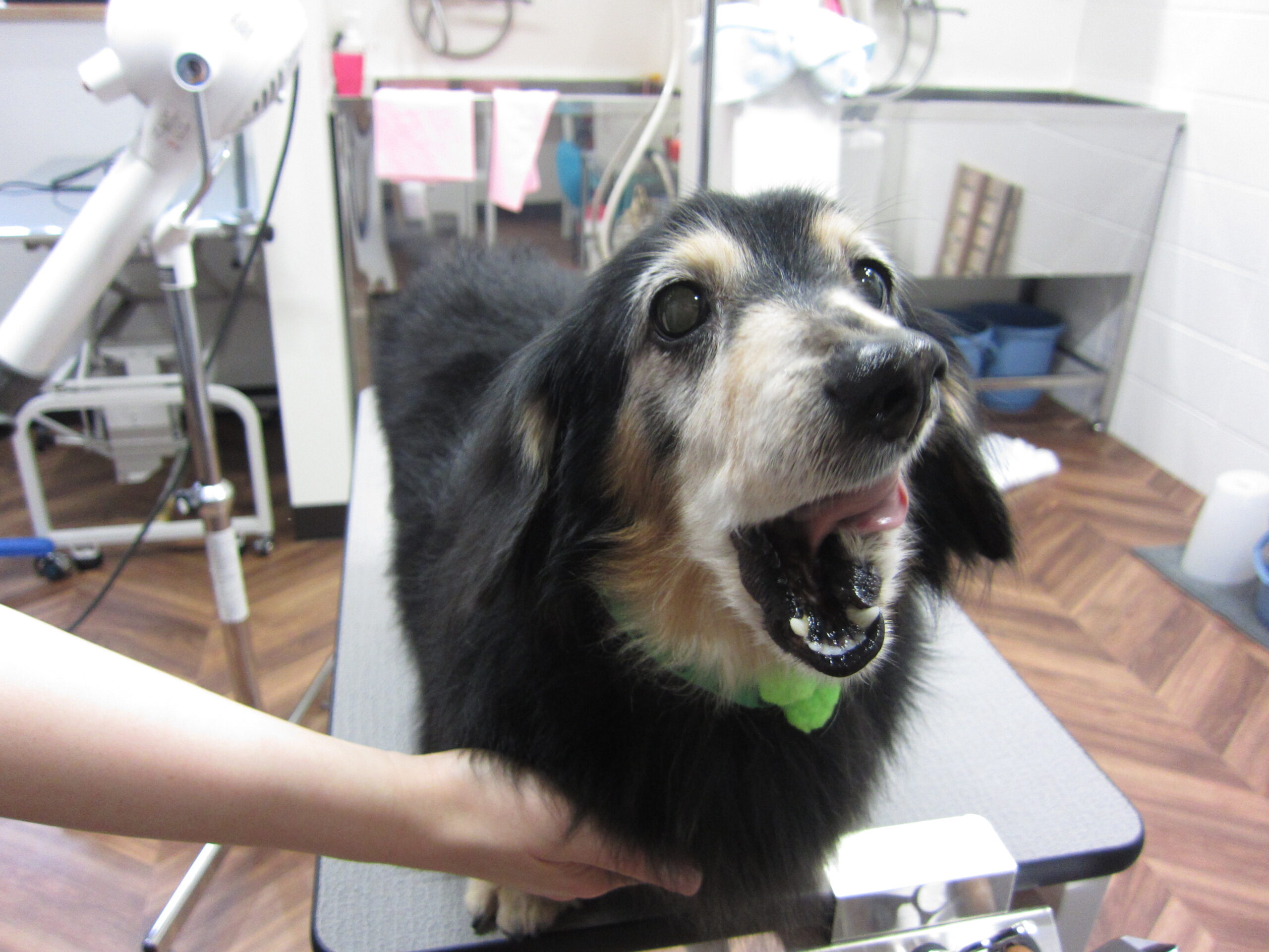 口を開けるミニチュアダックス