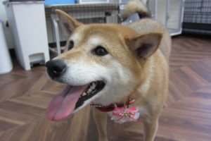 笑顔柴犬