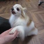 お手チワワ