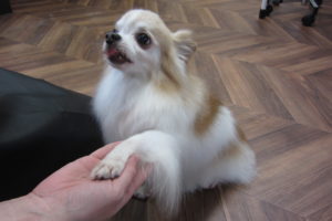 お手チワワ