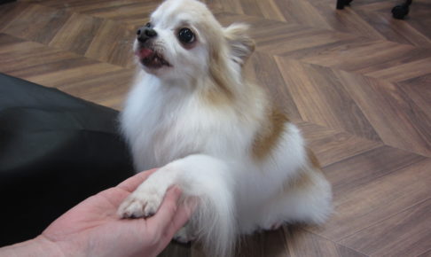 お手チワワ