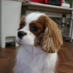 おすましキャバリア