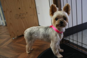 おすましヨーキー