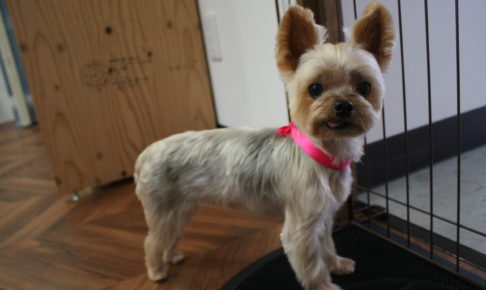 おすましヨーキー