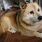 くつろぎミックス