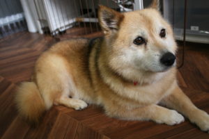 くつろぎミックス