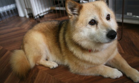 くつろぎミックス