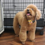 えっへんトイプードル