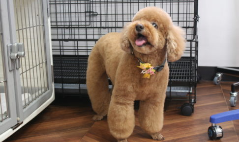 えっへんトイプードル