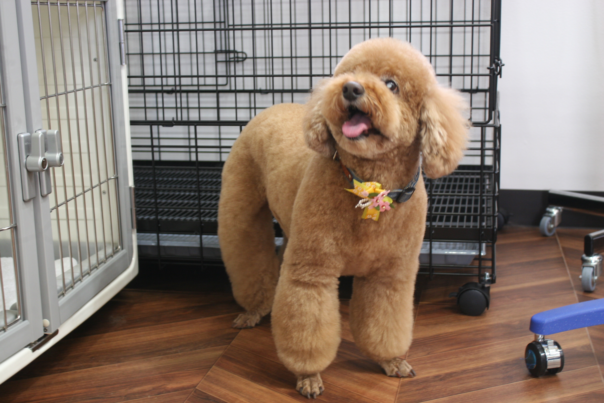 えっへんトイプードル